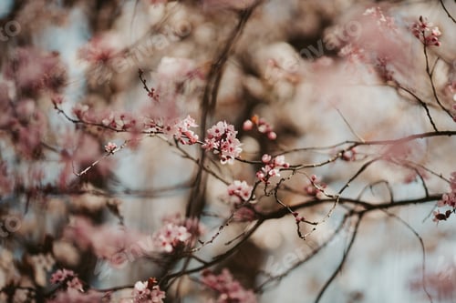 Vorschau: Selektive Fokusaufnahme von Kirschblüten auf einem Baum mit Bokeh-Lichtern