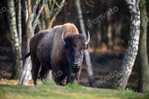 Preview: Wild adult Bison in the autumn forest. Wildlife scene from spring nature