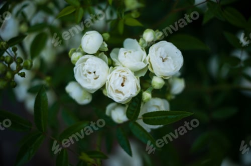 Preview: white roses