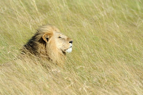 Preview: Close lion in National park of Kenya