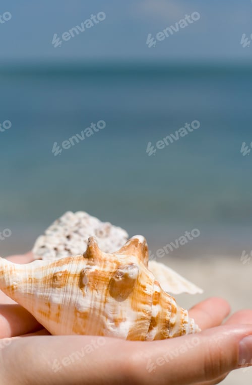 Preview: hands with shells