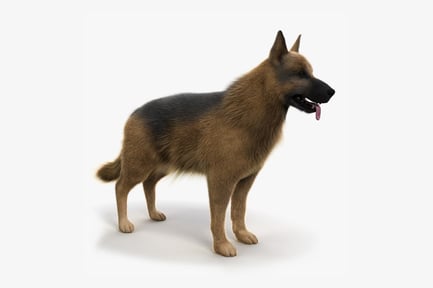 Preview: German Shepherd Dog: Detailed Fur Coat
