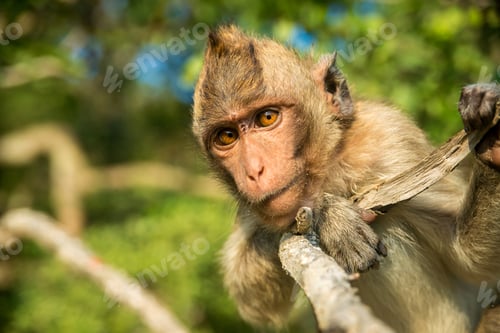 Preview: Portrait of monkey in the wild