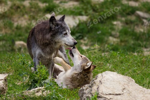 Preview: Closeup of a couple of wolves kissing in the forest
