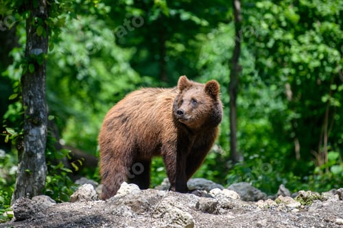 Preview: Wild Brown Bear in the summer forest. Animal in natural habitat. Wildlife scene