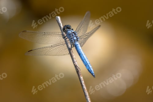 Preview: Southern skimmer