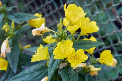 Preview: Blossoming spring yellow flowers in the garden with green leaves.