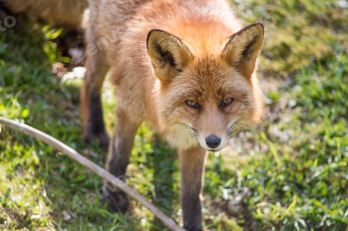 Preview: Red fox, Vulpes vulpes