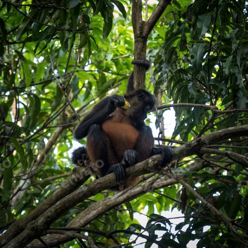 Preview: Wild Baby monkey pokes its face out from behind its mother eating some fruit on a tree top in Costa.