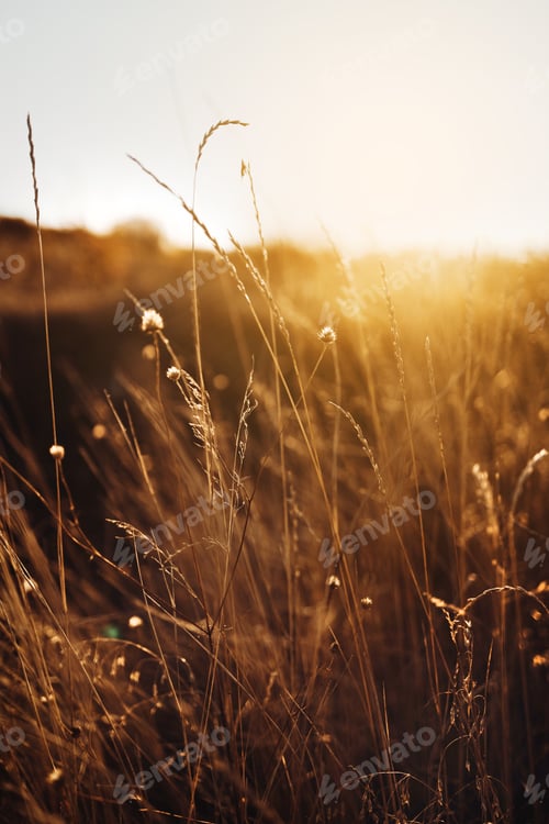 Preview: Beautiful nature background with dry wildflower plant in the field on warm golden hour sunset