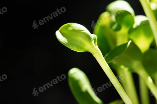 Preview: Young baby plant sprouts close up against black background