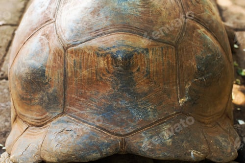Detailed Shell Pattern of Galapagos Tortoise