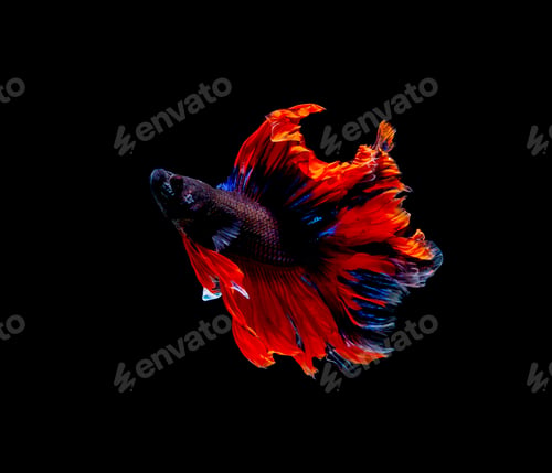 Preview: Betta fish, siamese fighting fish, betta splendens isolated on black background