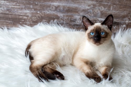 Preview: Cute kitten siamese cat indoor