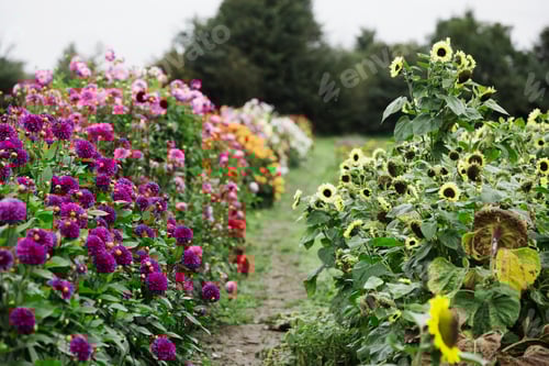 Preview: A commercial plant nursery, sunflowers and dahlias flowering in a bed.