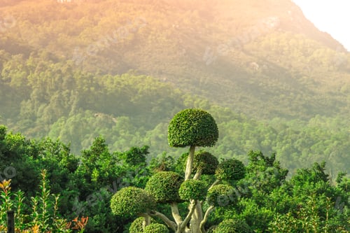 Preview: Closeup of common box trees surrounded by hills covered in forests under the sunlight