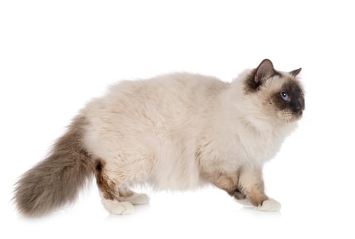 Preview: birman cat in studio