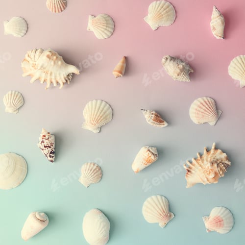 Preview: Creative seashell pattern on gradient pastel pink and blue background. Summer flat lay.