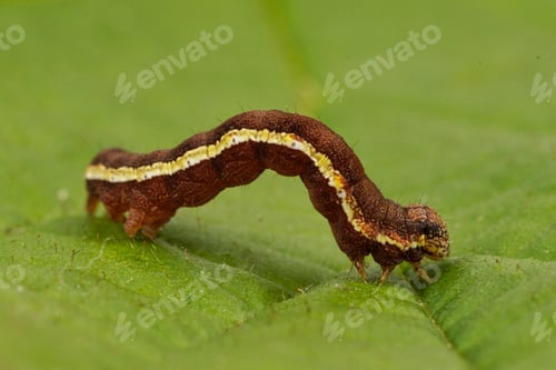 Preview: Spotted sulphur (Emmelia trabealis) on a green leaf