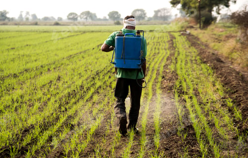 Preview: Indian farmer spraying pesticides in field. An Indian farming scene.
