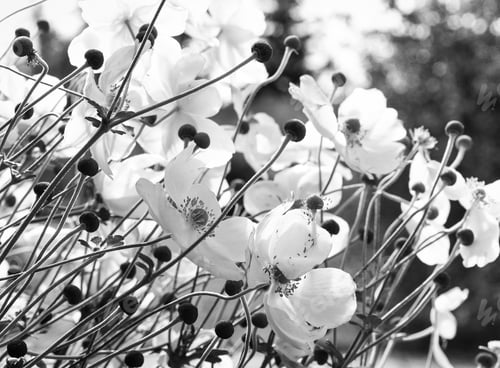 Preview: nature