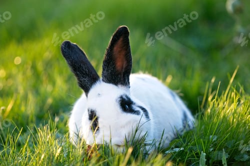 Preview: pets, bunny, scared, rabbit, hare