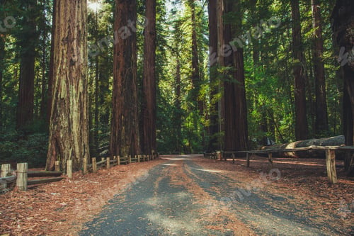 Preview: Redwood National Park Scenic Road Between Ancient Trees