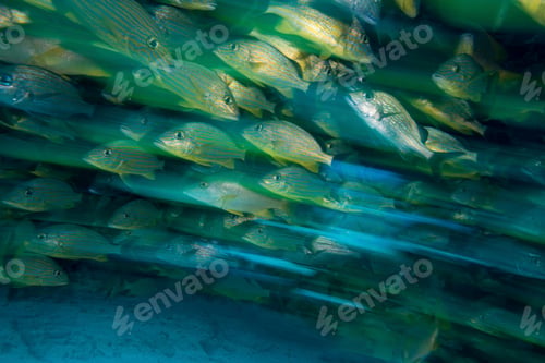 Preview: group of schooling fish under water