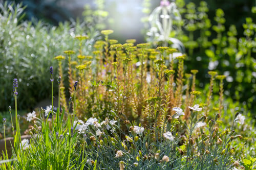Preview: Flowers in garden