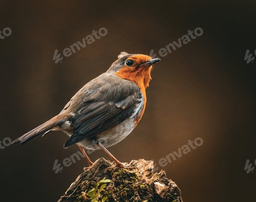 Preview: Adorable small robin bird resting on the mossy surface on the blurry background