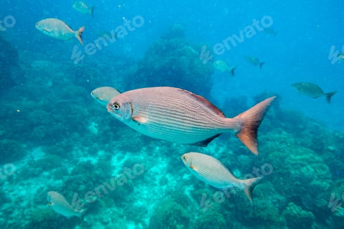 Preview: Beautiful fish in azure water