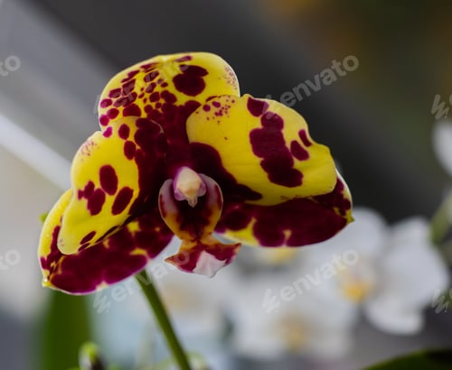 Preview: Orchids buds. Orchid background. Purple lilac yellow spots flowers. Delicate flower. Phalaenopsis