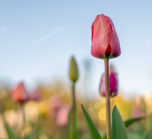 Preview: one flower is blooming on the other in the field