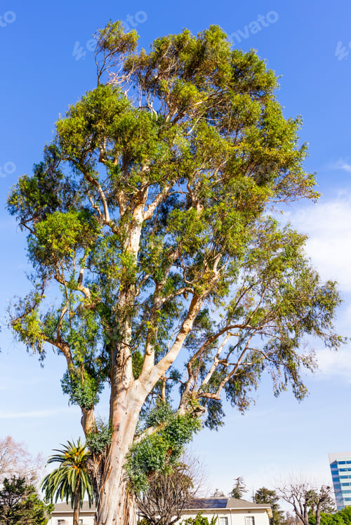 Preview: Tall Eucalyptus tree
