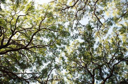 Preview: Canopy of the Tree Against Clear Sky. Treetop Canopy Background
