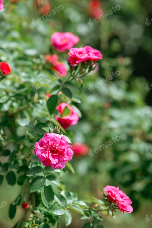 Preview: Beautiful blooming pink roses in a garden during a sunny afternoon