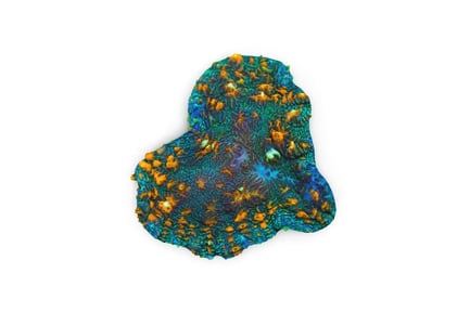 Preview: Rhodactis Coral: Textured Reef Specimen