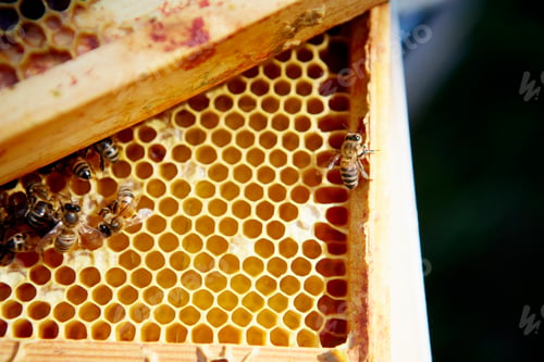 Preview: A group of bees on a wooden frame or super with honeycomb structure.