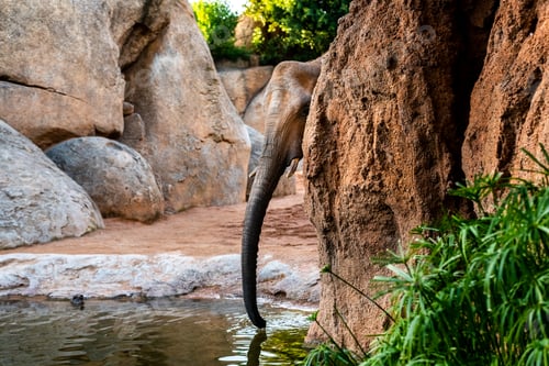 Preview: African elephant drinking water from a river.