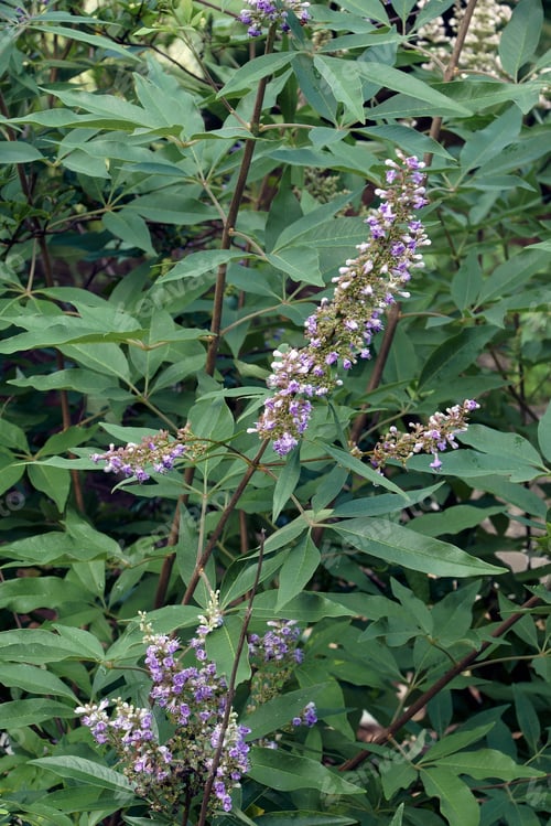 Preview: Chaste Tree (Vitex Agnus-Castus). Called Vitex, Chasteberry, Abraham'S Balm, Lilac Chastetree And