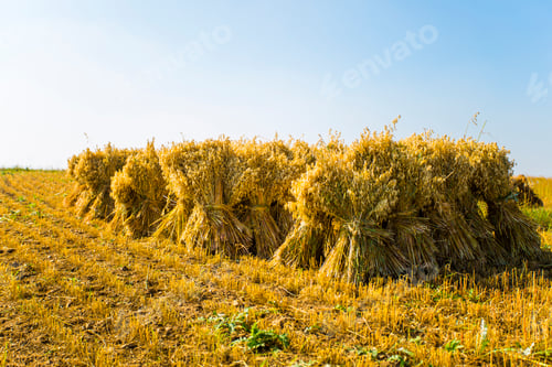 Preview: Harvest field in Hebei province, China