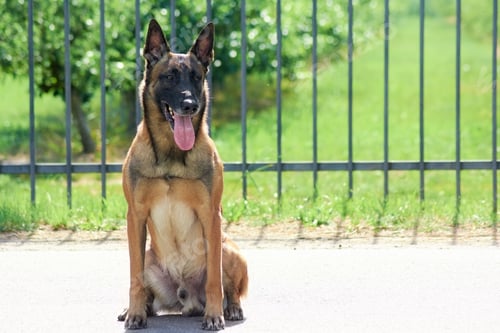 Preview: The guard dog is sitting with a slightly turned head