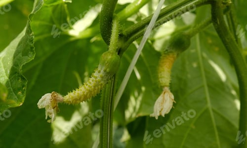 Preview: The cucumber ovary turns yellow, dries up and dies. Flowering of baby cucumbers.