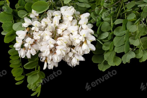 Preview: Blossoming inflorescence of white acacia, isolated on black background