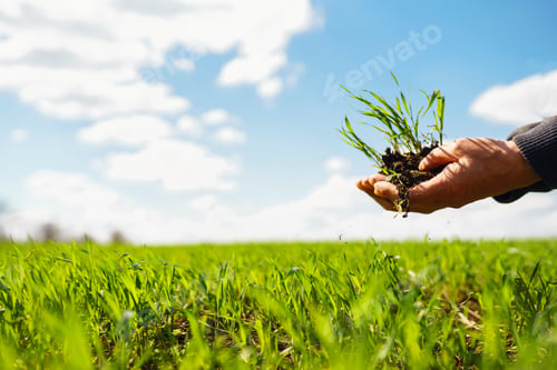 Preview: Young Green wheat seedlings in the hands of a farmer. Agronomist checks and explores sprouts of rye.