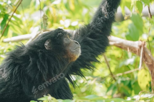 Preview: Siamang or Symphalangus syndactylus, an endangered arboreal, black furred gibbon.