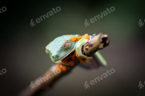 Preview: Tropical frog on tree twig