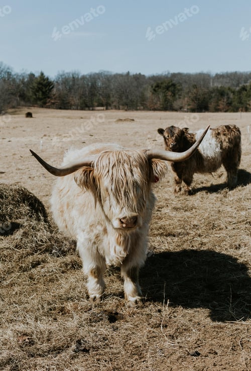 Preview: Highland Cows on a Farm in Wautoma, WI