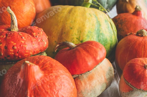 Preview: close up of pile of ripe autumnal pumpkins on tabletop