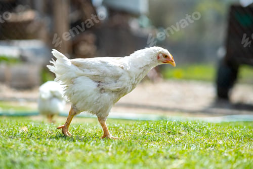 Preview: Hen feed on traditional rural barnyard.